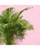 Areka (Dypsis Lutescens)